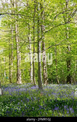 Bluebell Woods al Dalkeith Country Park, Midlothian, Scozia, EH22 1 Foto Stock