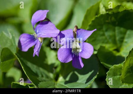 Fiori comuni viola blu (Viola sororia) - Virginia USA Foto Stock