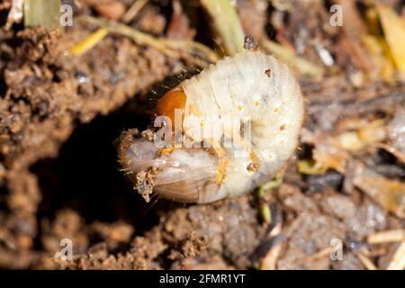 Covata X cicada (Magicicada) larva, aprile 2021 - Virginia USA Foto Stock