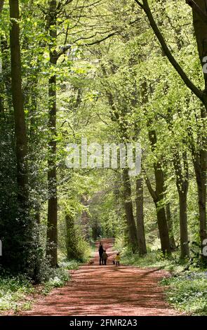 Bluebell Woods al Dalkeith Country Park, Midlothian, Scozia, EH22 1 Foto Stock