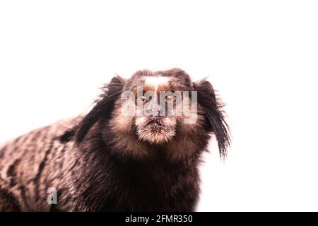 Piccola scimmia nativa delle aree della foresta atlantica visto sopra brasile Foto Stock