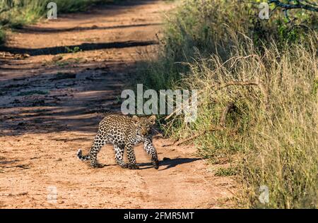 Cucciolo leopardo (Panthera pardus) che cammina sulla pista sterrata, Greater Kruger National Park, Sudafrica Foto Stock
