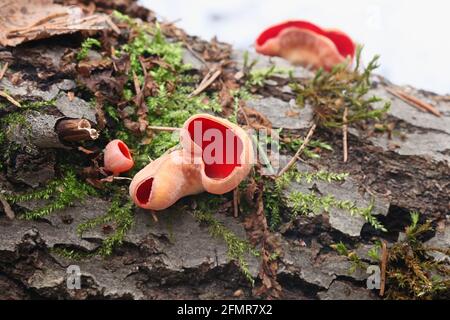 Sarcoscopypha austriaca, conosciuta come la coppa di elfetto scarlatto, fungo selvatico dalla Finlandia Foto Stock