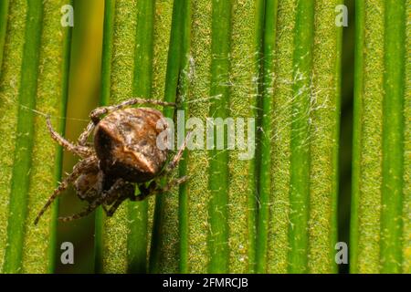 Giardino marrone Orb Spider Araneus gemmoides Foto Stock