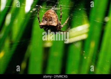 Giardino marrone Orb Spider Araneus gemmoides Foto Stock