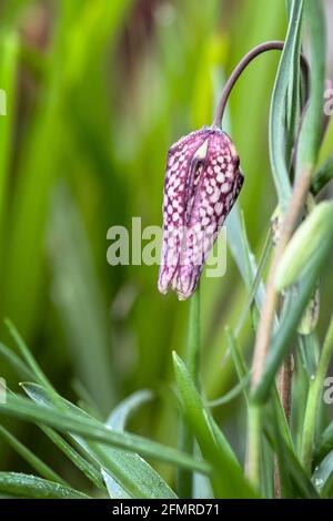 Dettaglio Macro Chioseup di UN Bud of A Purple Snakeshead Fritillary Flower, Fritillaria meleagris, che mostra la somiglianza con UNA testa dei serpenti Foto Stock