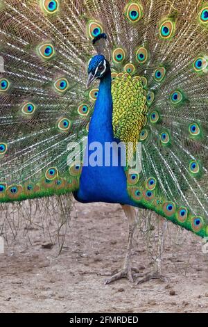 Close up di Pavone apre le sue piume Foto stock - Alamy