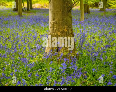 Oxfordshire Landscape, Bluebell Woods, Mapledurham, Oxfordshire, Inghilterra, REGNO UNITO, GB. Foto Stock