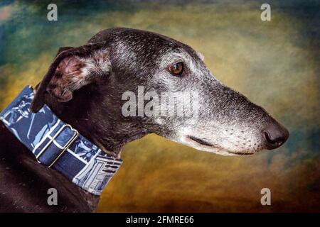 Greyhound cane ritratto testa dettaglio Foto Stock