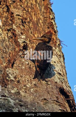 Picchio di legno con schienale arancione (Chrysocolaptes validus xanthopygius) giovane aggrappato al tronco di albero morto Taman Negara NP, Malesia Febbraio Foto Stock