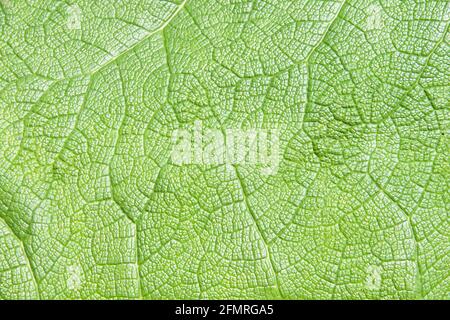 Primo piano di una gigantesca foglia di tinctoria di Gunnera, conosciuta come rabarbaro gigante o rabarbaro cileno, una specie di piante fiorite originaria del Cile meridionale e del n. Foto Stock