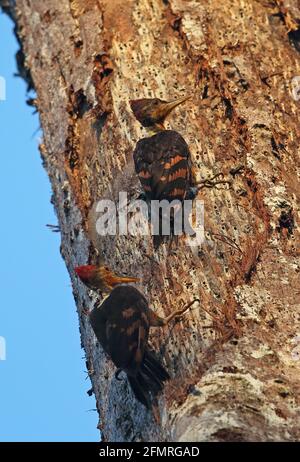 Picchio di legno con schienale arancione (Chrysocolaptes validus xantopygius) maschio e giovanile adulto aggrappato al tronco di albero morto Taman Negara NP, Malesia Foto Stock