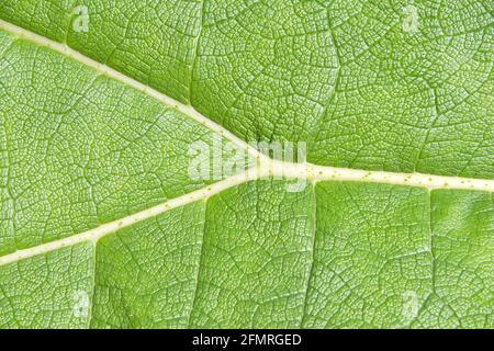 Primo piano di una gigantesca foglia di tinctoria di Gunnera, conosciuta come rabarbaro gigante o rabarbaro cileno, una specie di piante fiorite originaria del Cile meridionale e del n. Foto Stock