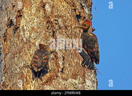 Picchio di legno con schienale arancione (Cricoolaptes validus xantopygius) giovane che mendia da Taman Negara NP maschio, Malesia Febbraio Foto Stock