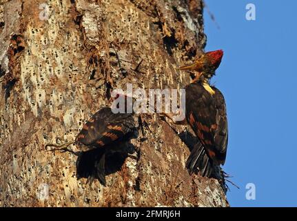 Picchio di legno con schienale arancione (Cricoolaptes validus xantopygius) giovane che mendia da Taman Negara NP maschio, Malesia Febbraio Foto Stock