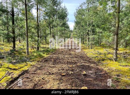 Silvicoltura. Qui si coltivano alberi di pino. Un percorso rettilineo coperto di trucioli di legno si trova tra gli alberi Foto Stock