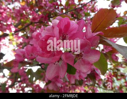 Il fiore del malus `Vetitch`s Scarlet`: Su albero ornamentale di mele Foto Stock