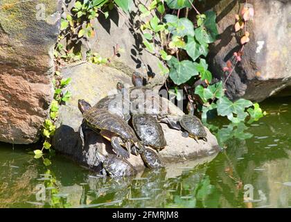 Molte tartarughe Pond Slider che si abbronzano su una roccia in acqua di stagno torbida, rocce alte accatastate dietro con piante di edera verde che crescono su di loro. Foto Stock