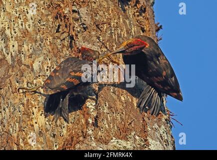 Picchio di legno con schienale arancione (Cricoolaptes validus xantopygius) alimentazione maschile giovanile Taman Negara NP, Malesia Febbraio Foto Stock