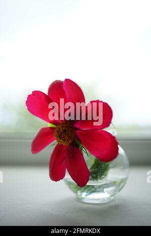 Grande fiore rosso di pony in un vaso su davanzale bianco. Foto Stock
