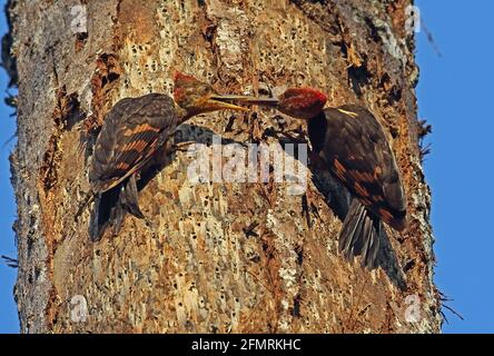 Picchio di legno con schienale arancione (Cricoolaptes validus xantopygius) alimentazione maschile giovanile Taman Negara NP, Malesia Febbraio Foto Stock