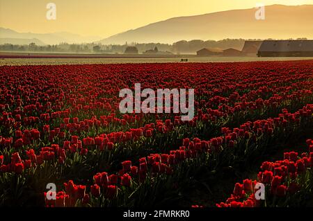 WA19591-00...WASHINGTON - UNA mattina frizzante nei campi di tulipani della Skagit Valley. Foto Stock