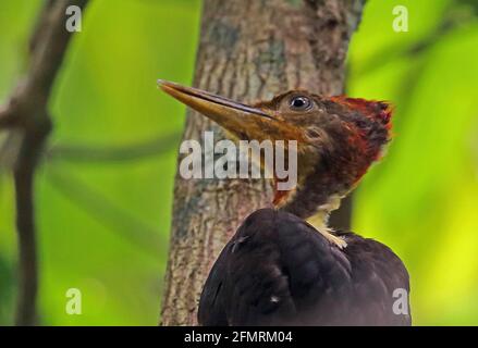 Picchio di legno con schienale arancione (Cricoolaptes validus xantopygius) primo piano di Taman Negara NP maschio adulto, Malesia Febbraio Foto Stock