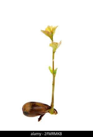 Seghe di quercia recentemente germogliate da seme, seme ancora attaccato che si apre come forma di radici. Semi di Acorn con germogliatura di alberi isolati su bianco. Foto Stock