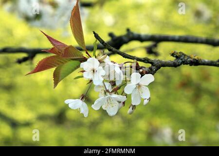 Fioritura dei ciliegi in Kings Wood, Challock, Ashford, Kent, Inghilterra, Regno Unito Foto Stock