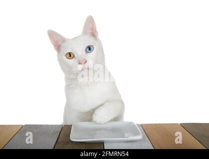 Gattino bianco con eterocromia, o uno giallo con occhi dispari uno blu seduto ad un tavolo di legno a motivi con un piatto bianco quadrato che guarda direttamente al viewe Foto Stock