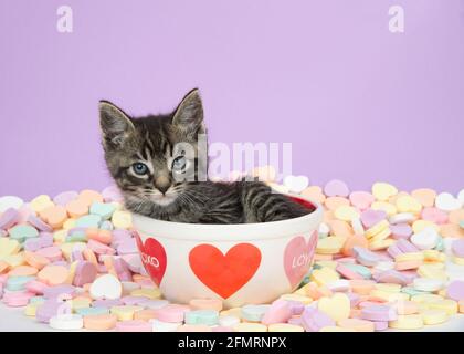 Piccolo gattino tabby adagiato in una ciotola a tema di San Valentino con cuori circondati da cuori dolci, gattino guardando curiosamente lo spettatore. Sfondo viola w Foto Stock