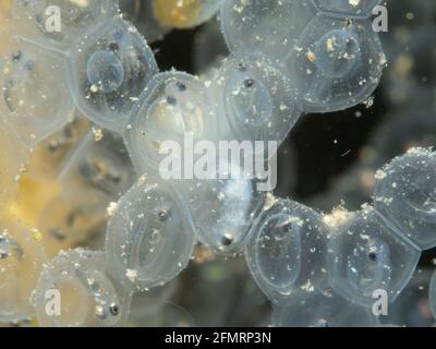 Perch spawn subacqueo, Nord Reno Westfalia , Germania Foto Stock