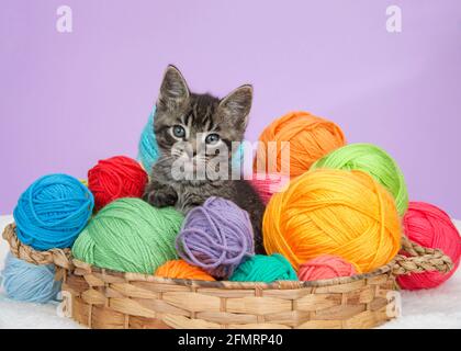 Primo piano di un adorabile gattino tabby sbucking da un cesto pieno di colorate palle di filato, sfondo viola Foto Stock