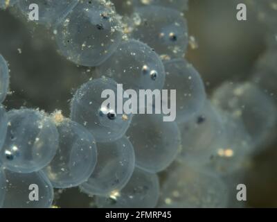 Perch spawn subacqueo, Nord Reno Westfalia , Germania Foto Stock