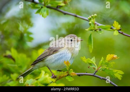 Close-up di Willow trillo bird, Phylloscopus trochilus, cantando su una bella serata estiva con soft retroilluminazione su un verde vivace sfondo. Foto Stock