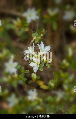 Rhododendron 'ora Lady', Foto Stock