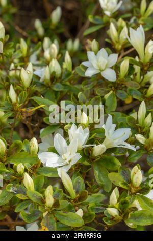 Rododendro compatto – fiori e foglie di Snow Lady Foto Stock