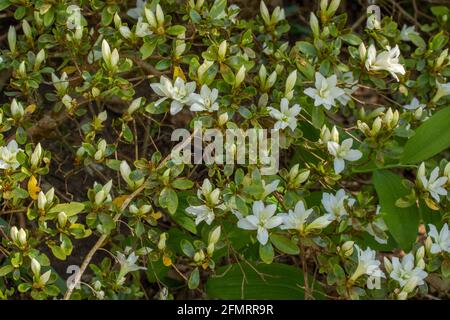 Rododendro compatto – fiori e foglie di Snow Lady Foto Stock