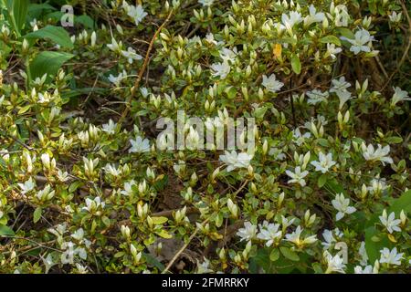 Rododendro compatto – fiori e foglie di Snow Lady Foto Stock