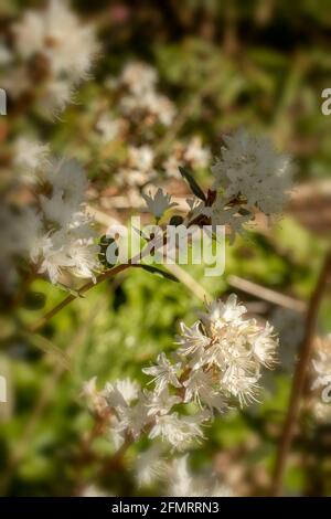 Rhodendron racemosum 'White Lace' fiorire in un luminoso sole di primavera, naturale ritratto di piante Foto Stock