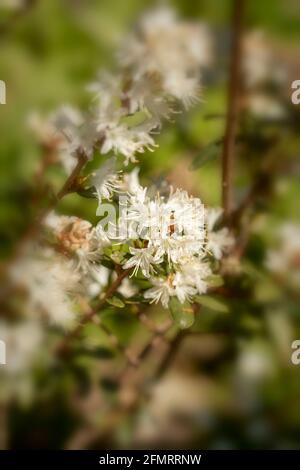 Rhodendron racemosum 'White Lace' fiorire in un luminoso sole di primavera, naturale ritratto di piante Foto Stock