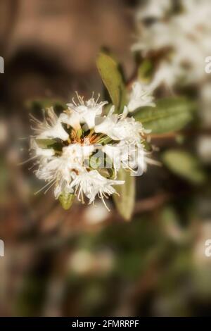 Rhodendron racemosum 'White Lace' fiorire in un luminoso sole di primavera, naturale ritratto di piante Foto Stock