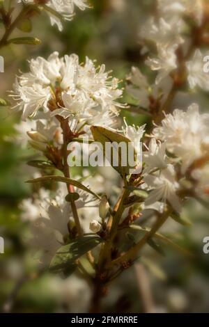 Rhodendron racemosum 'White Lace' fiorire in un luminoso sole di primavera, naturale ritratto di piante Foto Stock