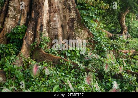 Diversità di piante nelle radici di rinforzo dell'albero della foresta pluviale liberiana. Foto Stock