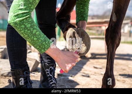 pulire gli zoccoli del cavallo con una spazzola e. un gancio Foto Stock