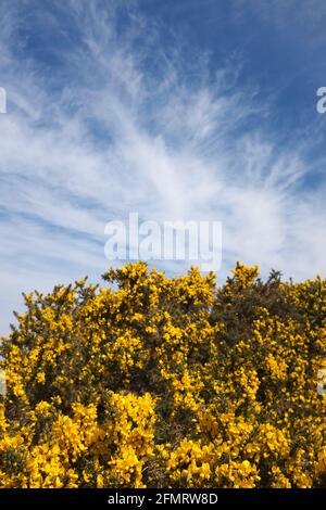 Gola comune (Ulex europaeus) in fiore, Stperstones, Shropshire, Inghilterra Foto Stock