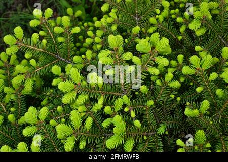 Abete rosso Norvegia - Picea abies o abete rosso europeo con giovane spara Foto Stock