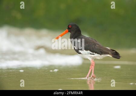 Eurasian Oystercatcher (Haematopus ostralegus) camminando lungo il litorale Foto Stock