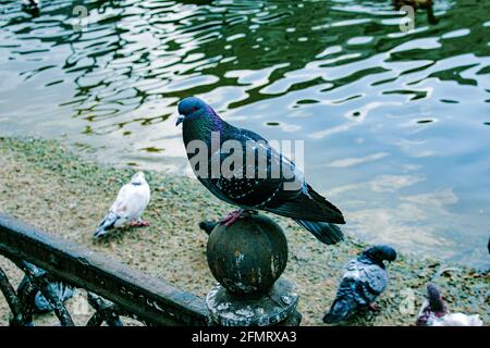 Un bel piccione nero con macchie bianche si trova sulla recinzione dello stagno. I piccioni vivono sempre accanto alla gente. Uccello della città di pigeon. Foto Stock