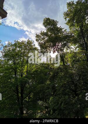 Nuvole piovose sugli alberi nel parco Foto Stock